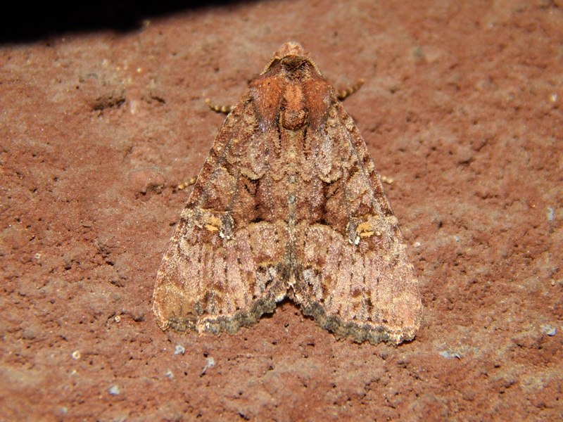 Noctuidae da ID